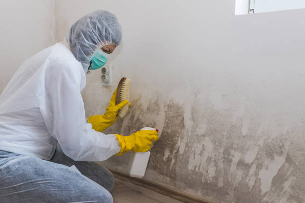 Best Emergency Mold Remediation in River Ridge, FL