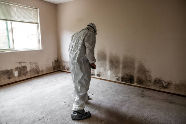Best Crawl Space Mold Remediation in River Ridge, FL