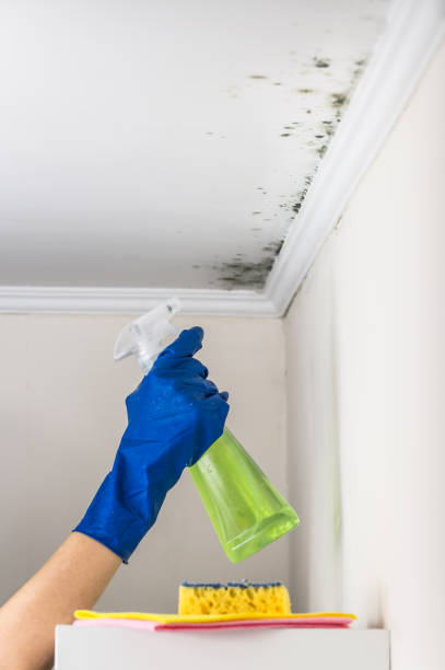 Best DIY Mold Remediation Support Services in River Ridge, FL