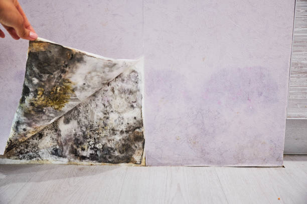 Best Mold Testing and Inspection Services in River Ridge, FL
